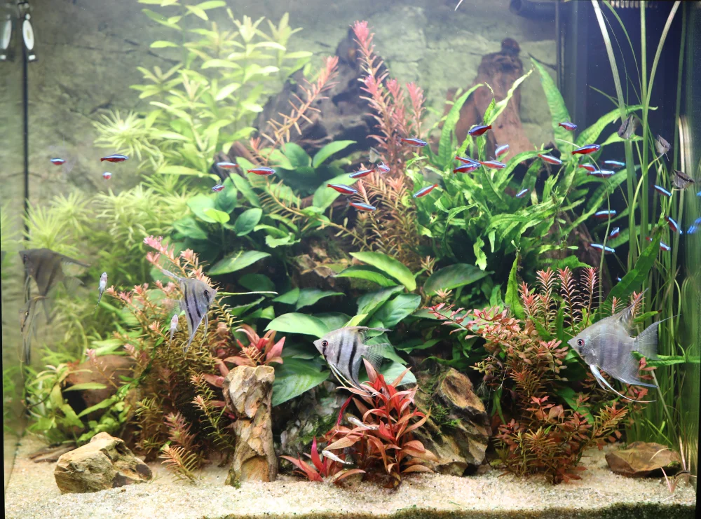 akvarium_1000px
